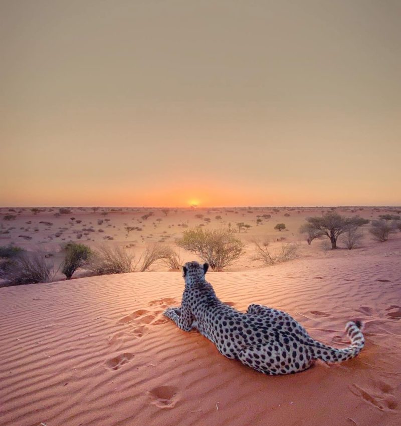 Solly Levi Wildlife Photography