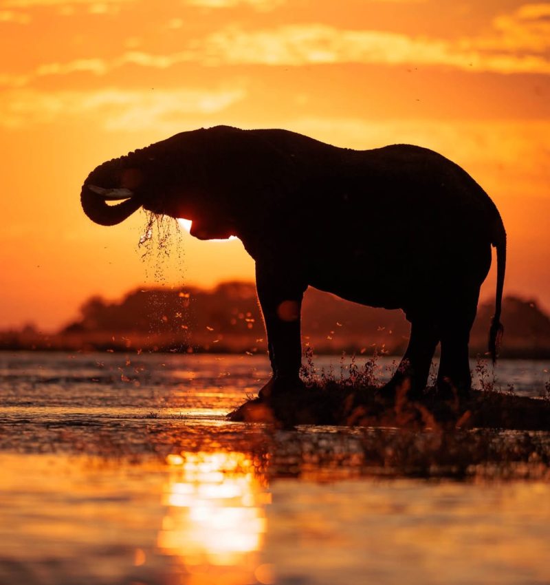 Edward Selfe Wildlife Photography