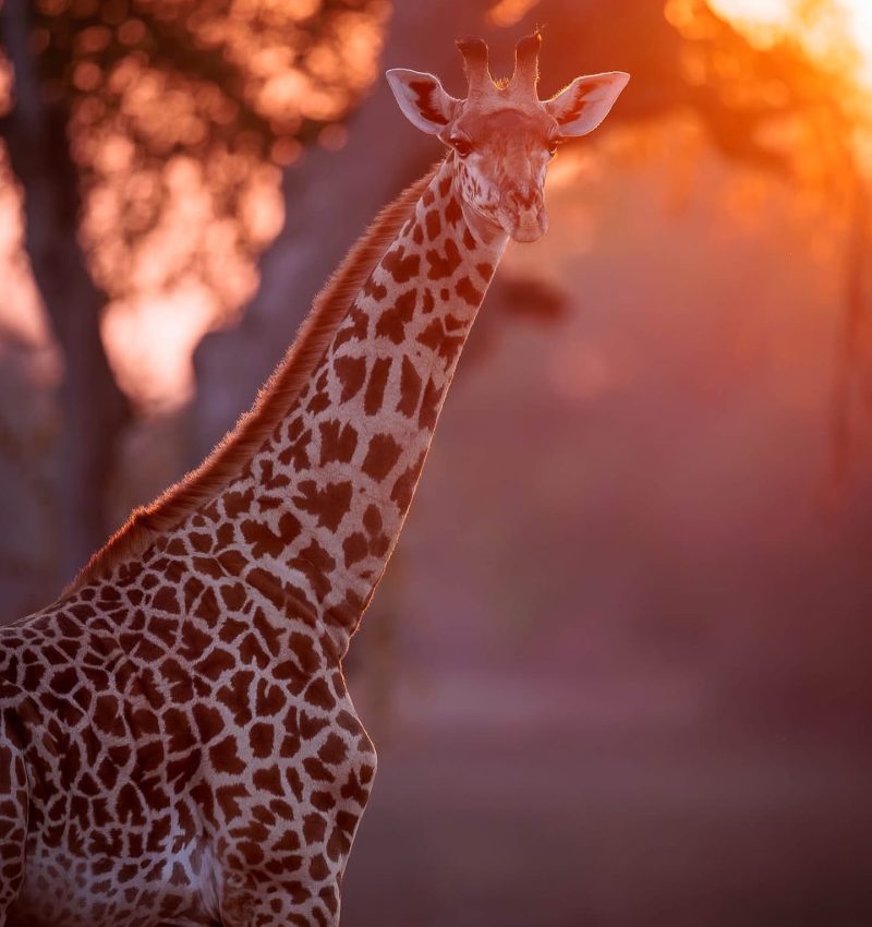 Edward Selfe Wildlife Photography