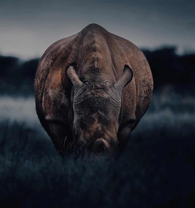 Solly Levi Wildlife Photography